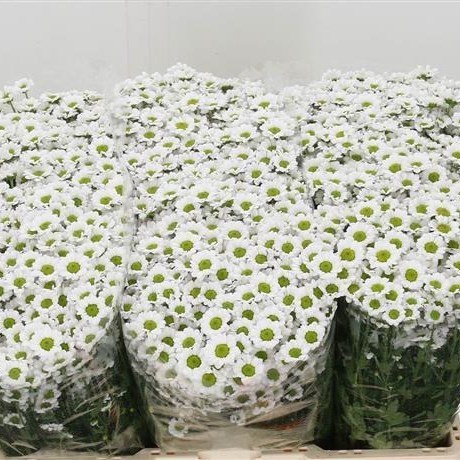 Chrysant San. Madiba Lindi White