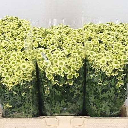 Chrysant San. Madiba Nyaka Cream