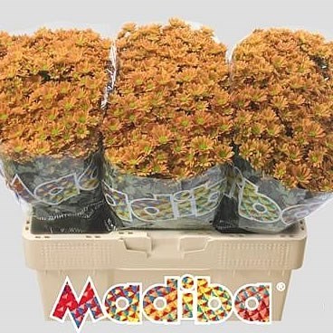 Chrysant San. Madiba Ovada Orange