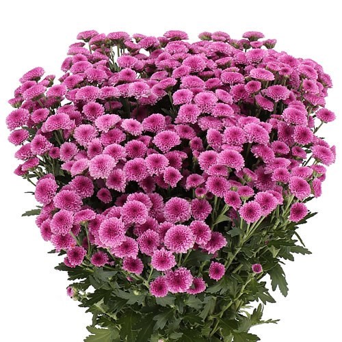 Chrysant San. Madiba Purple Tyolo