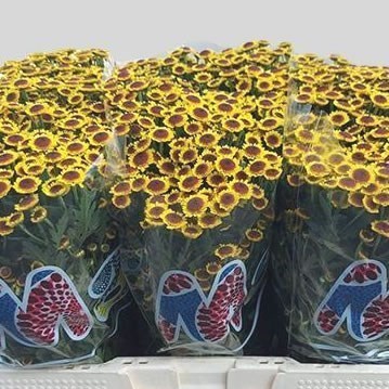 Chrysant San. Madiba Yellow Bokaa