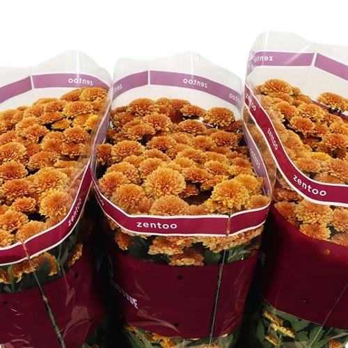 Chrysant San. Miller Orange