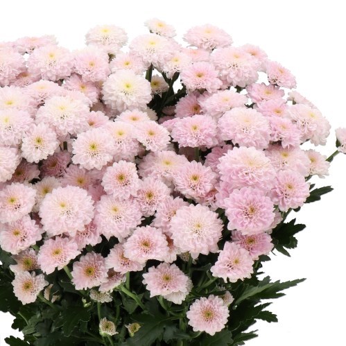 Chrysant San. Miller Pearl