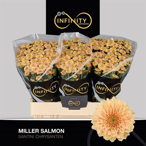 Chrysant San. Miller Salmon