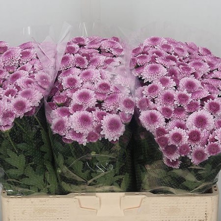 Chrysant San. Navona