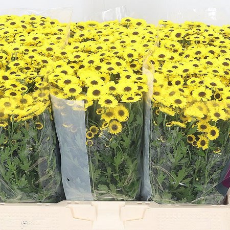 Chrysant San. Okidoki