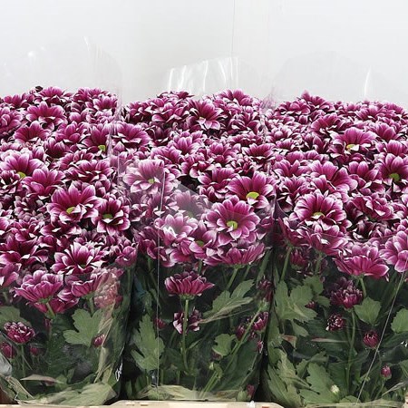 Chrysant San. Opera