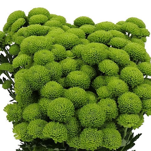 Chrysant San. Peptalk