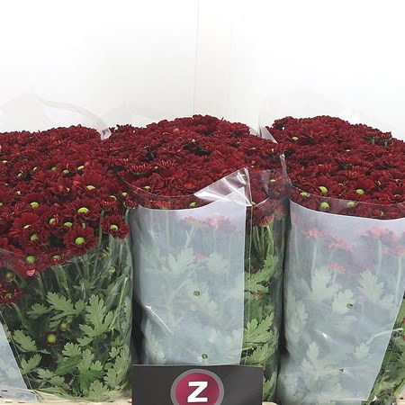 Chrysant San. Pimento