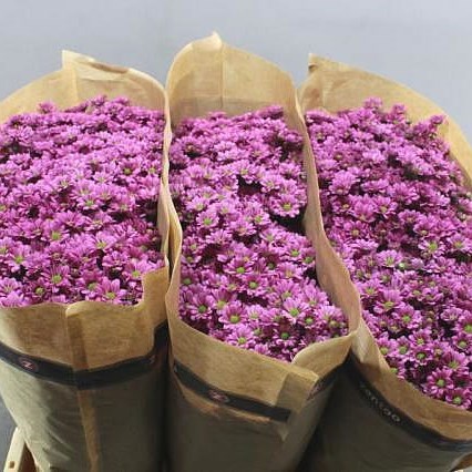 Chrysant San. Pixel Amor