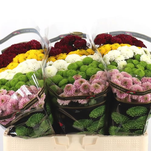 Chrysant San. Pompon Mix