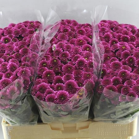 Chrysant San. Purpetta