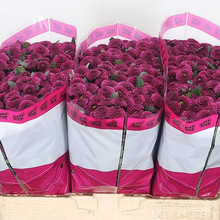 Chrysant San. Purpetta