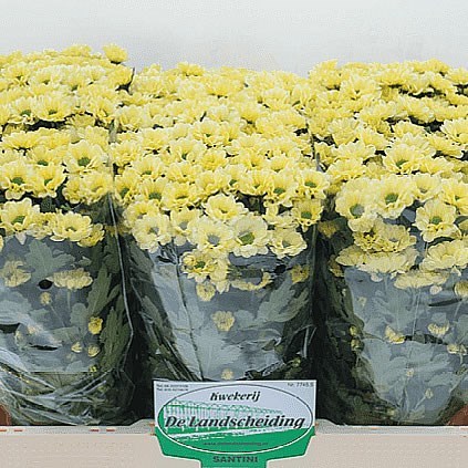 Chrysant San. Rossi Cream