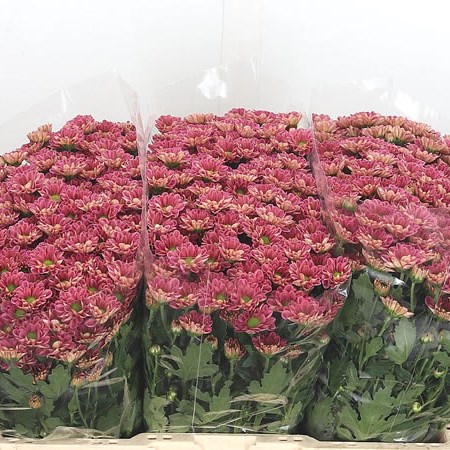Chrysant San. Rossi Lobster