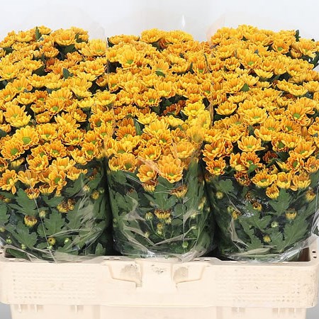Chrysant San. Rossi Orange