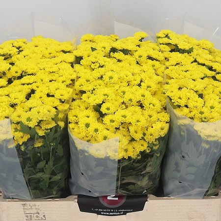 Chrysant San. Smiley