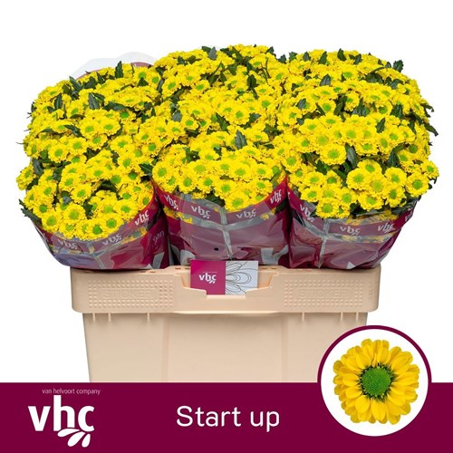 Chrysant San. Start Up