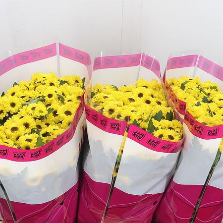 Chrysant San. Tedcha