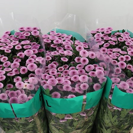 Chrysant San. Toss