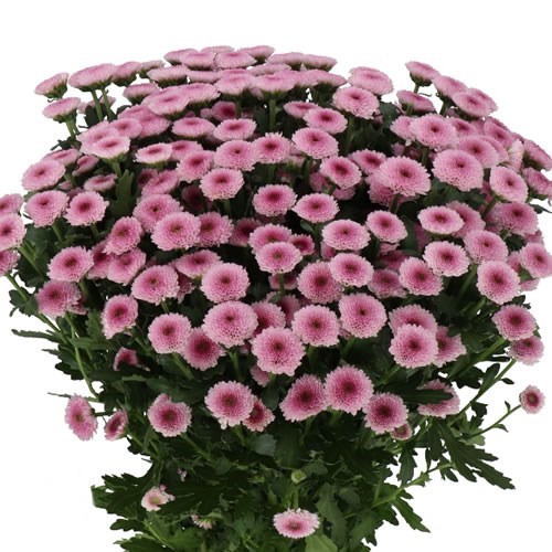 Chrysant San. Toss