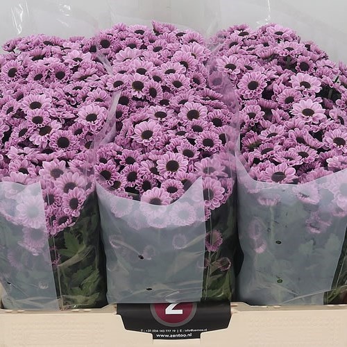 Chrysant San. Yin Yang Pink