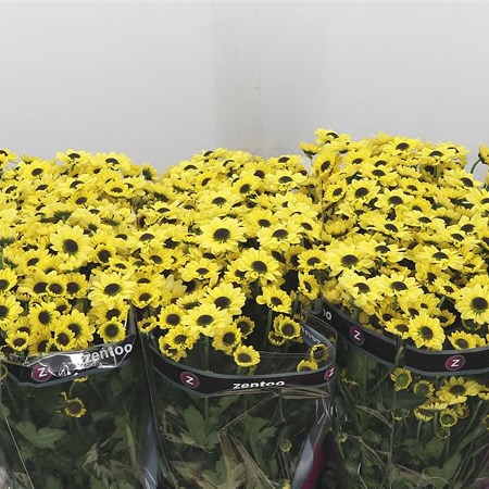Chrysant San. Yin Yang Yellow