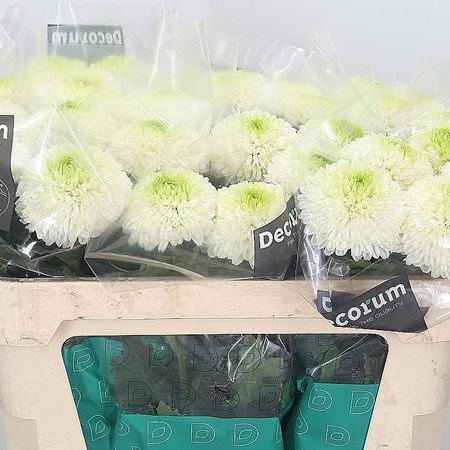 Chrysant Sgl. Alibaba