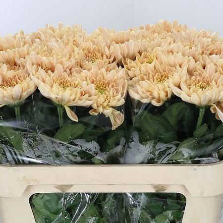 Chrysant Sgl. Aljonka Salmon