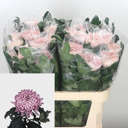 Chrysant Sgl. Allouise