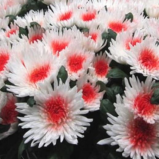 Chrysant Sgl. Ana White Dyed Red