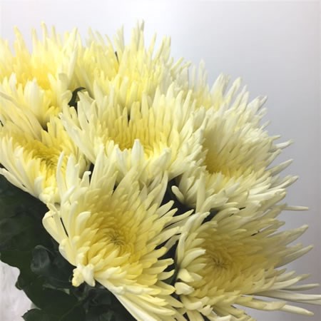 Chrysant Sgl. Anastasia Cream