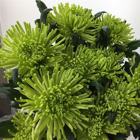 Chrysant Sgl. Anastasia Dark Lime