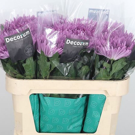 Chrysant Sgl. Anastasia Lilac