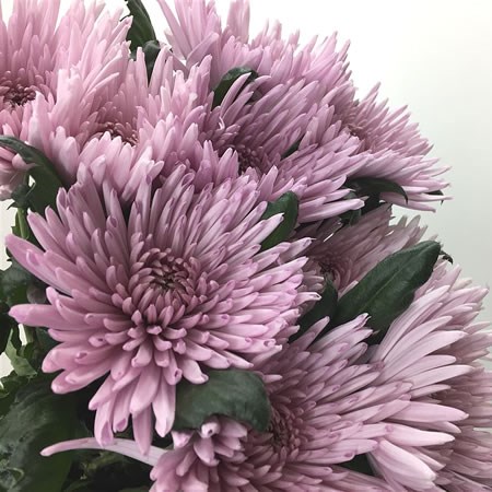 Chrysant Sgl. Anastasia Pink