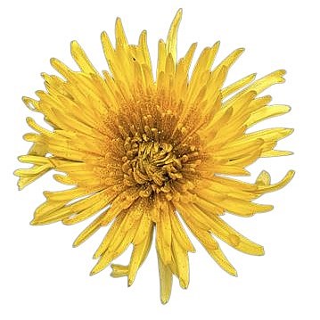 Chrysant Sgl. Anastasia Sunny Dyed Sparkling Gold