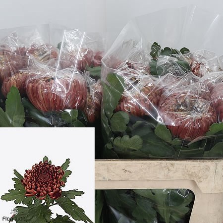 Chrysant Sgl. Ankara Red