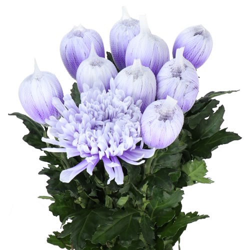 Antonov Dyed Pastel Lilac