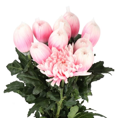 Chrysant Sgl. Antonov Dyed Pastel Pink