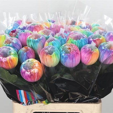 Chrysant Sgl. Antonov Dyed Rainbow