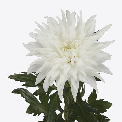 Chrysant Sgl. Ararat