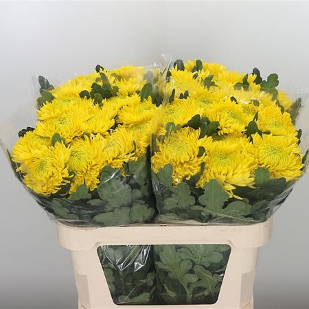 Chrysant Sgl. Armgard Yellow