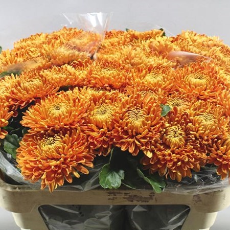 Chrysant Sgl. Astro