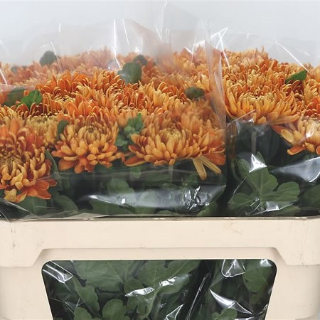 Chrysant Sgl. Astro