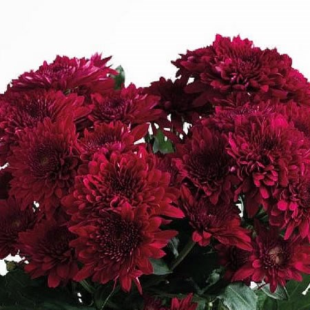 Chrysant Sgl. Barca