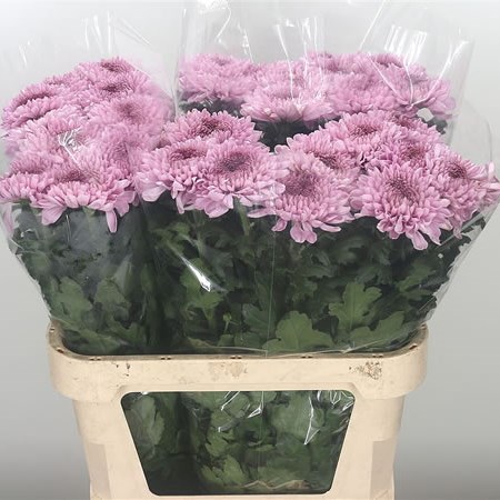 Chrysant Sgl. Baveno