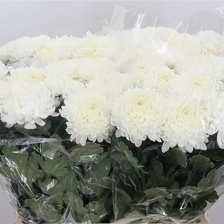 Chrysant Sgl. Bigoudi White