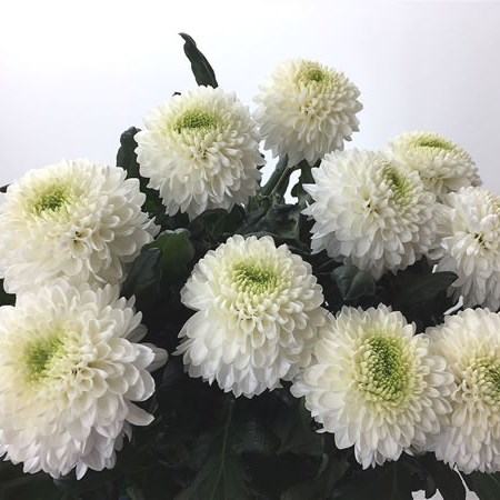 Chrysant Sgl. Boula