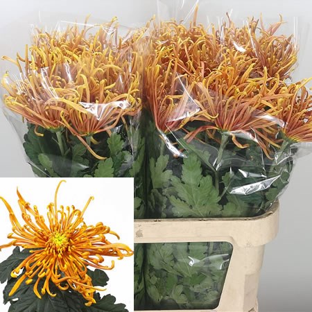 Chrysant Sgl. Cobra