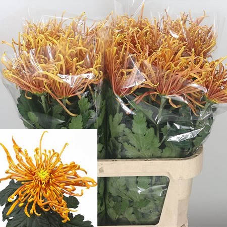 Chrysant Sgl. Cobra